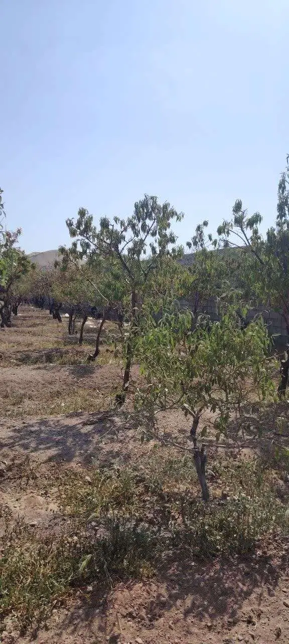 فروش باغ بادام خوش جا با آب قنات