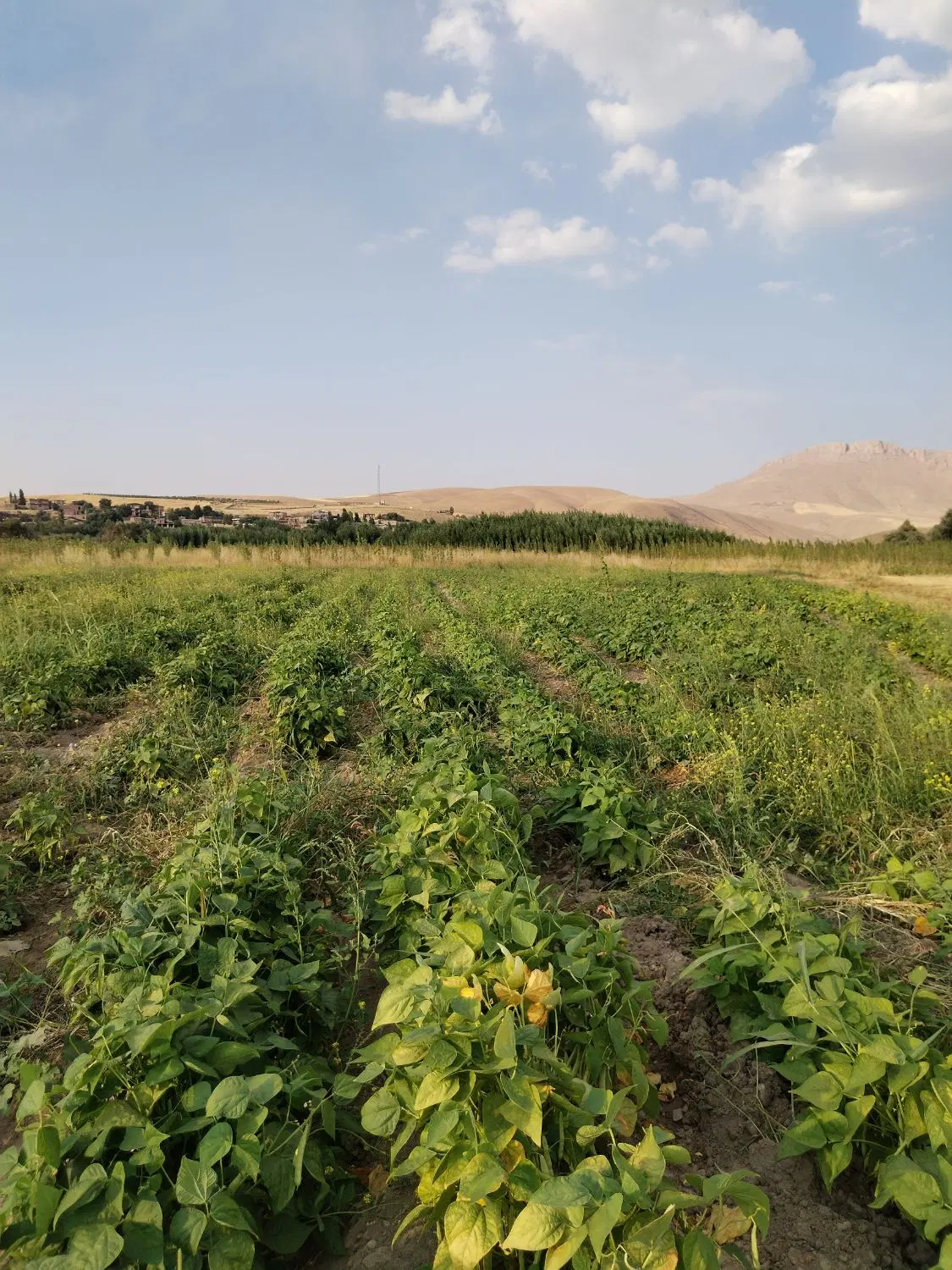 زمین کشاورزی خالی ارومیه روستای هفت آباد 3000 متر