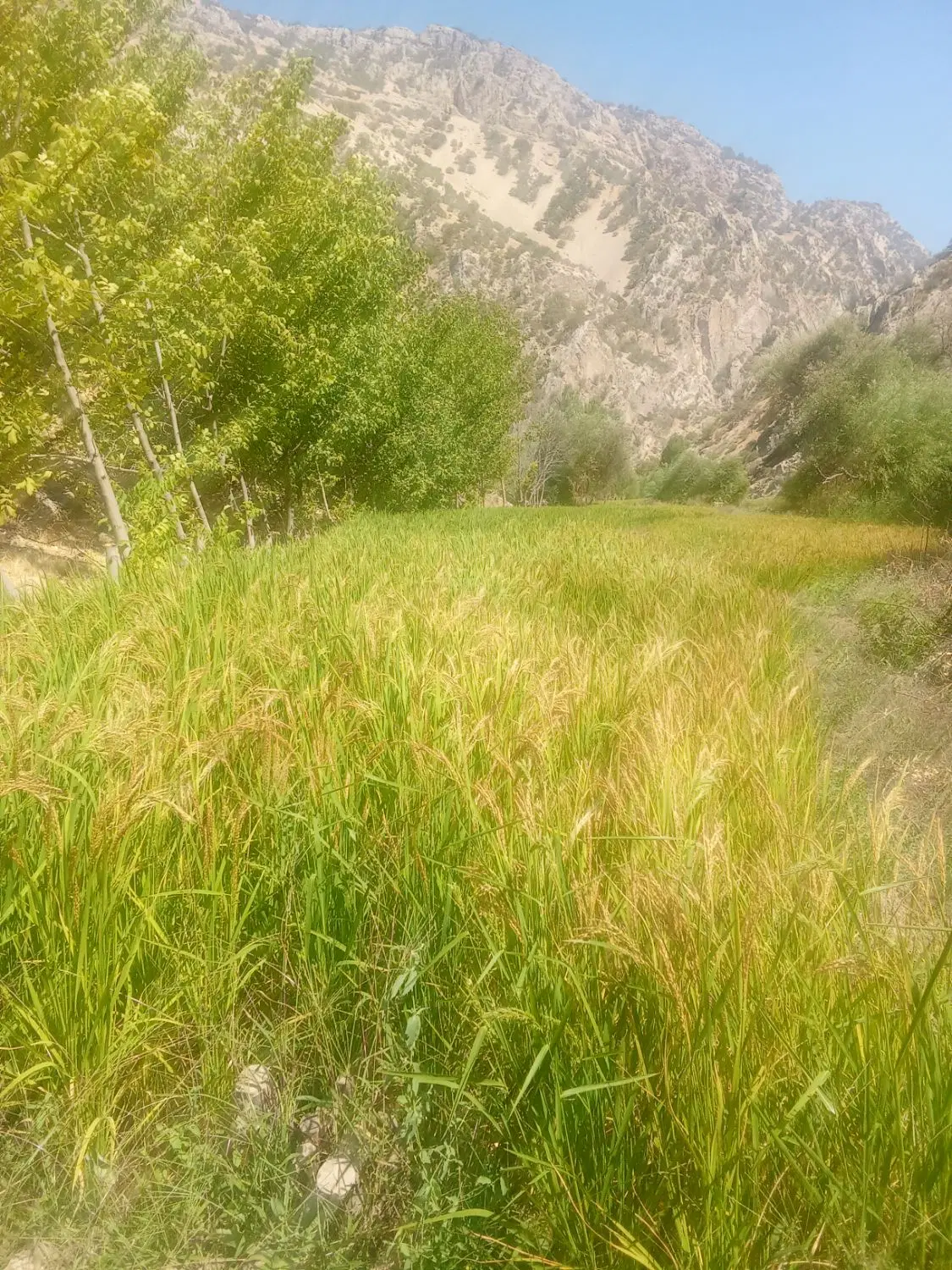 خونه تا 1500ایسونم