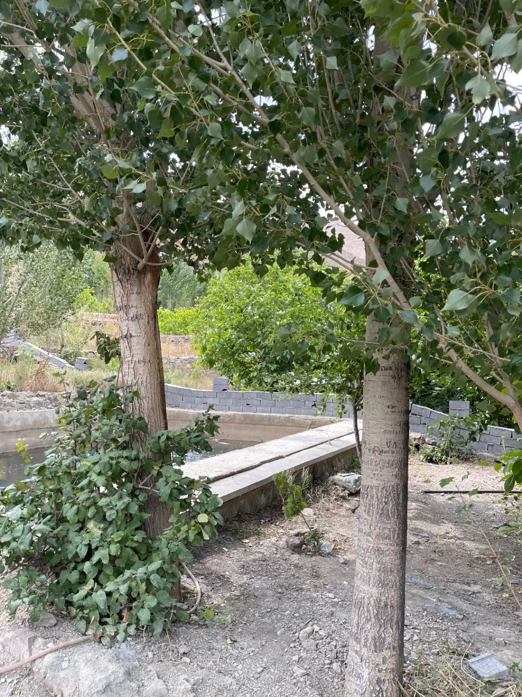 زمین ۳۰۰ متر تخت با بنا فشم (گرمابدر)