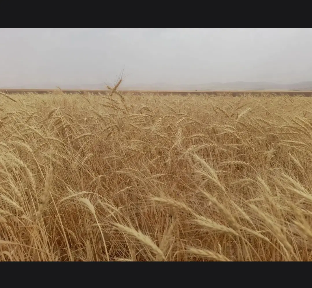 دو هکتار زمین دیم بصورت یکجا روستای دهلر