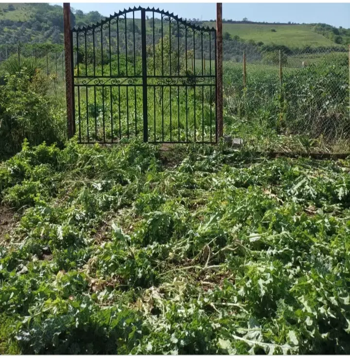 زمین باغی توشن ۸۷متر