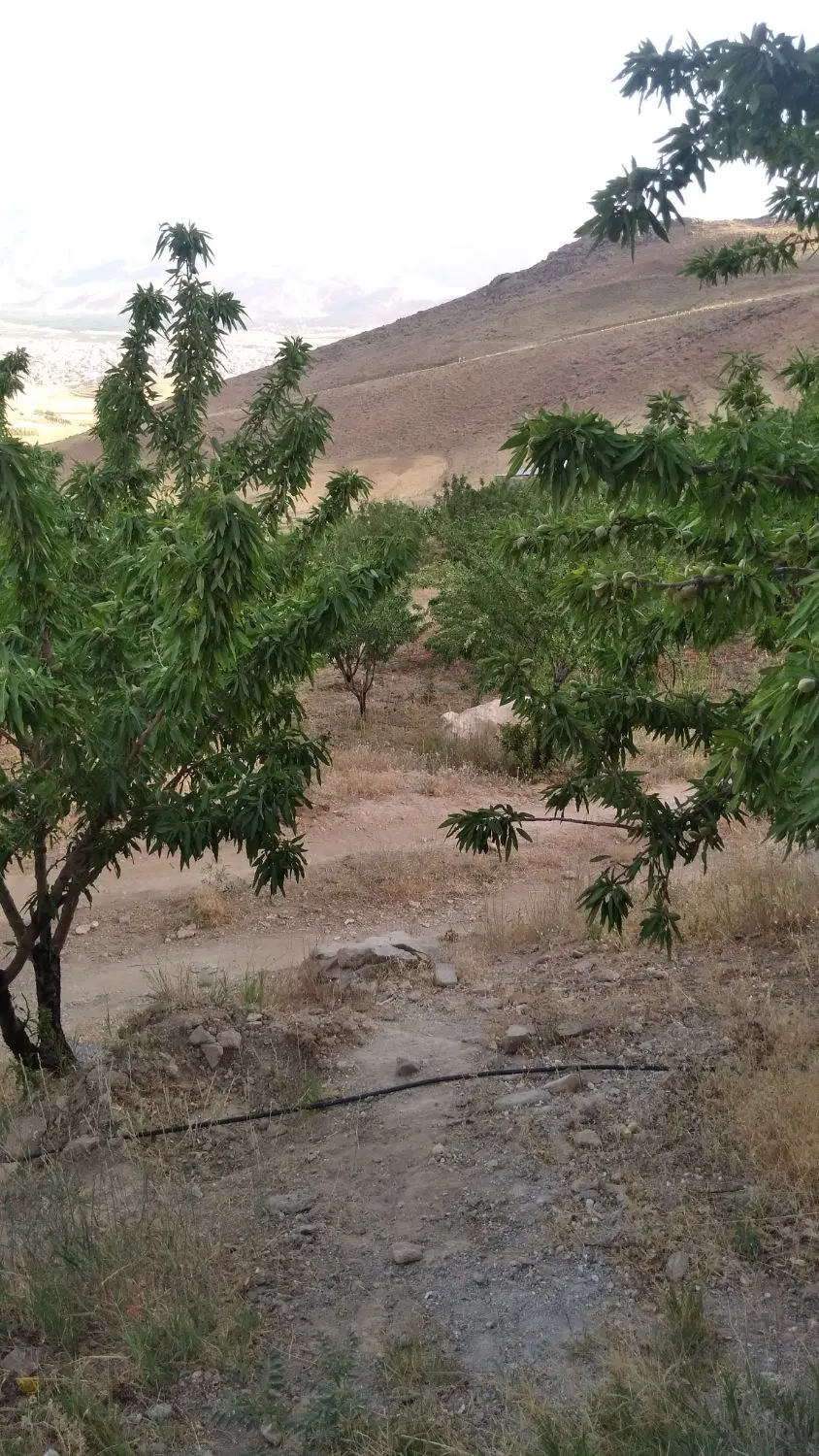 فروش باغ دره پهن