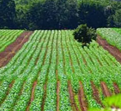 فروش زمین کشاورزی