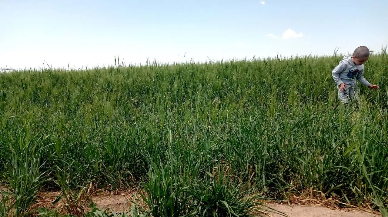زمین هر متر 1000000 شهرستان ورامین روستای ایجدان