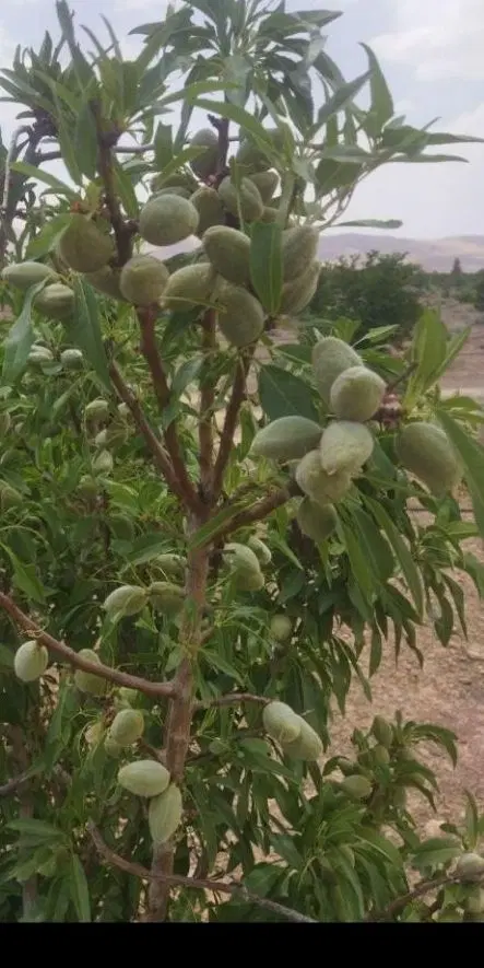 ۳ جریب ۱۷ جوی قنوات