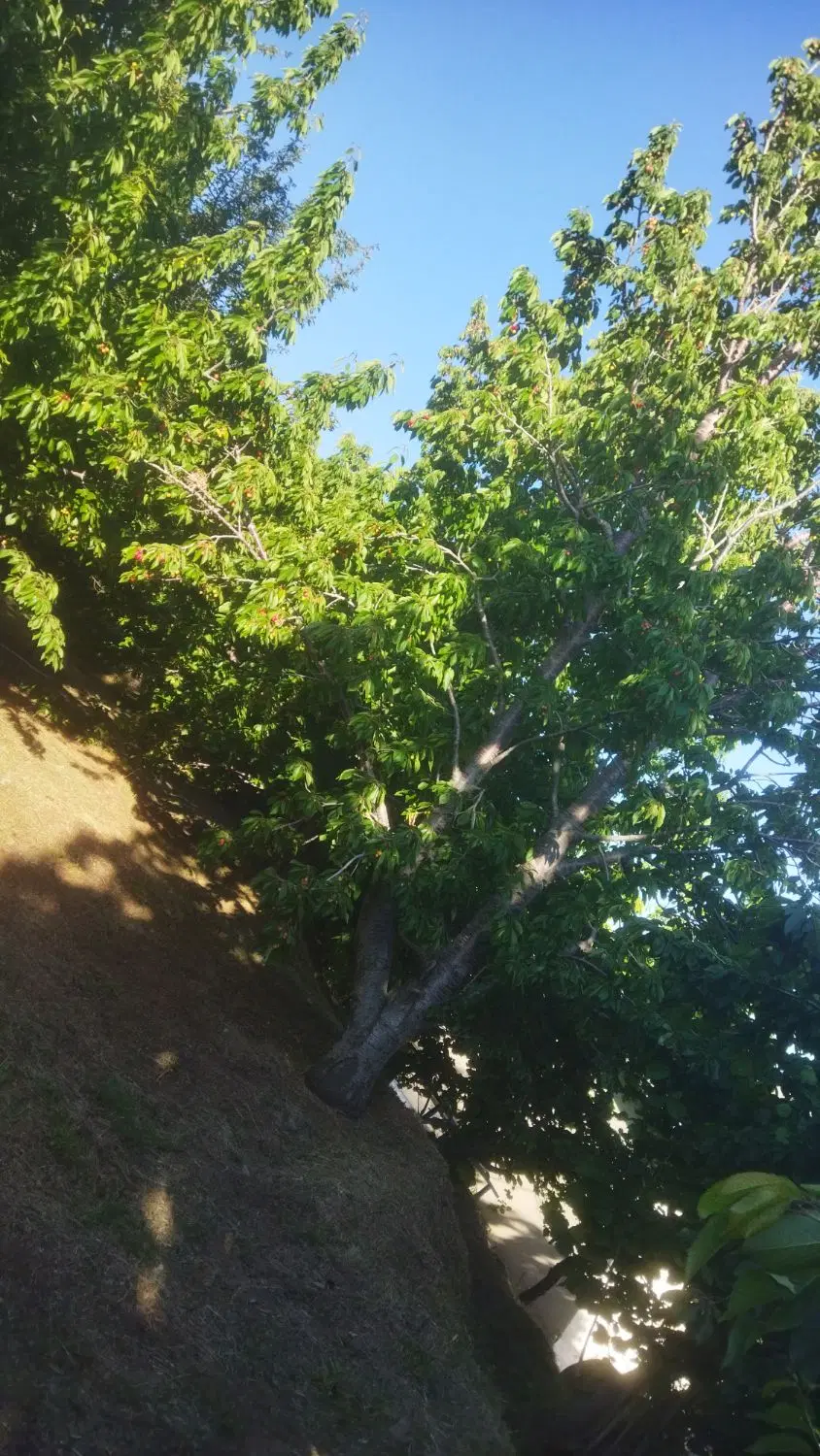 باغ مثمر گیلاس و البالو