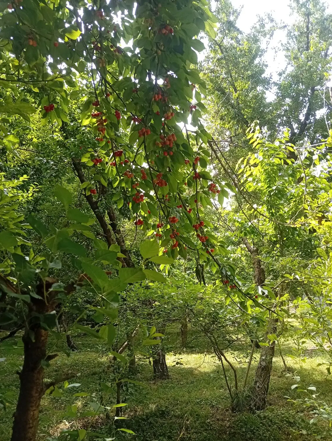 زمین باغی یا ویلایی