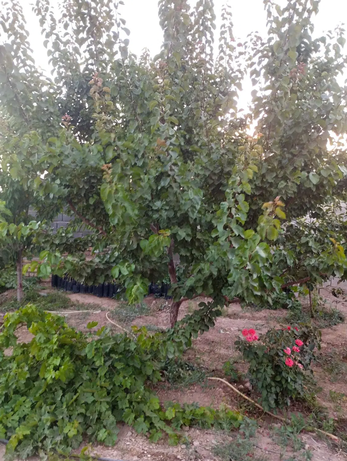 خانه روستایی
