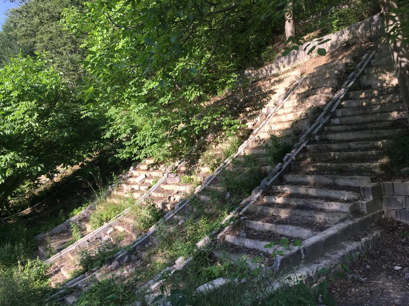 باغ در دل جنگل