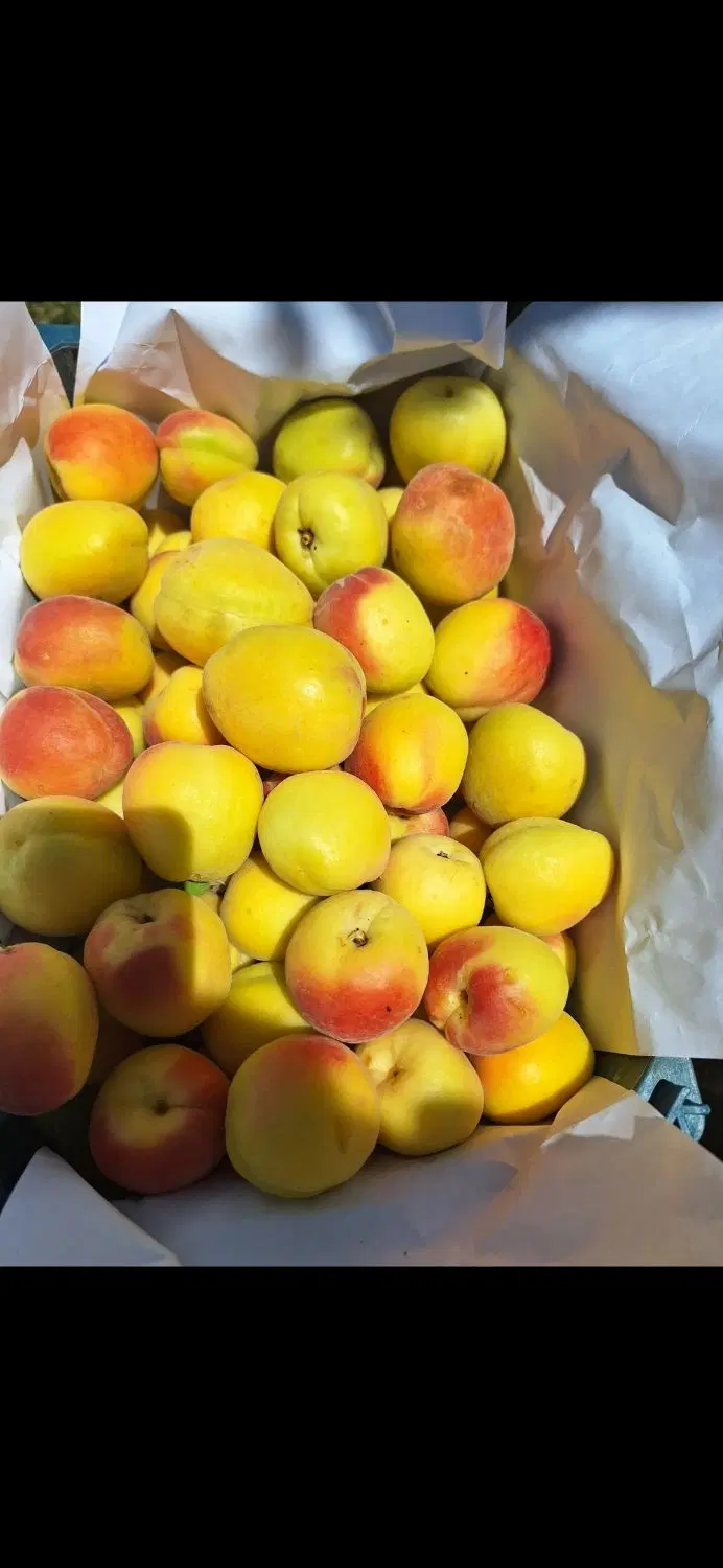 باغ روستای سارکانلو