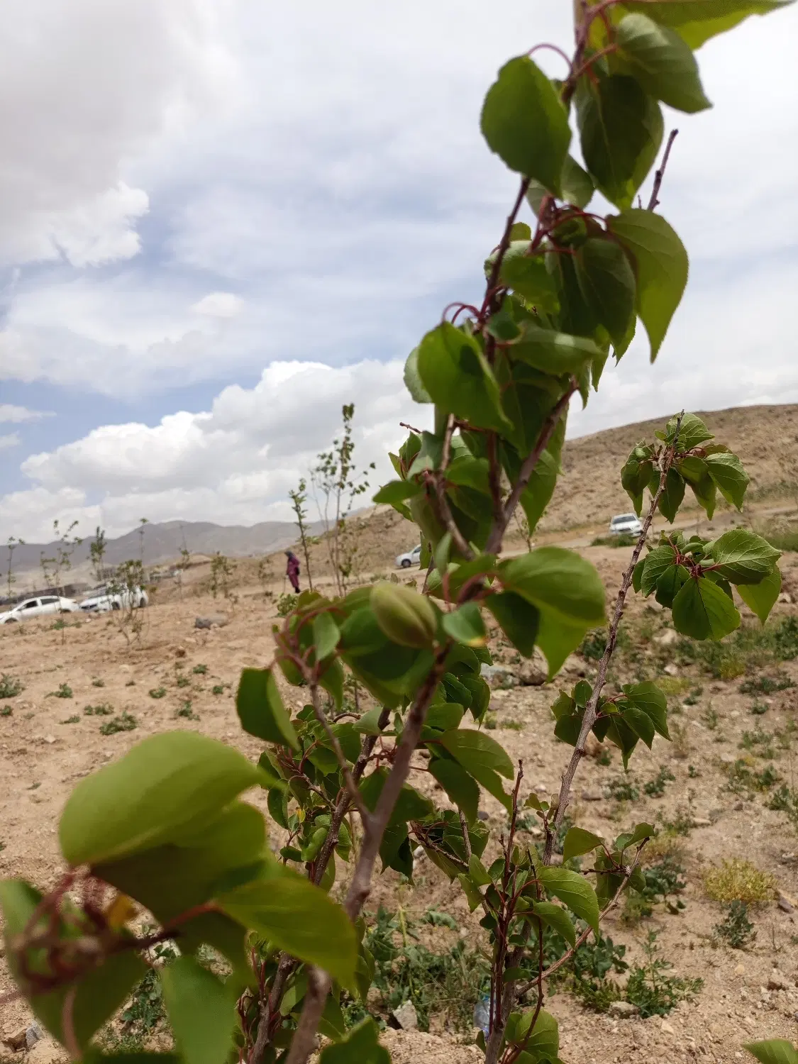 اصطلک فاز شش