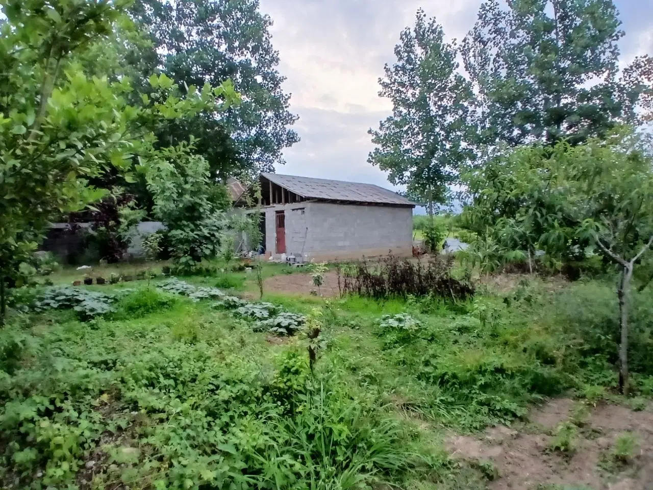باغ صنوبر به همراه خانه نیمه کاره