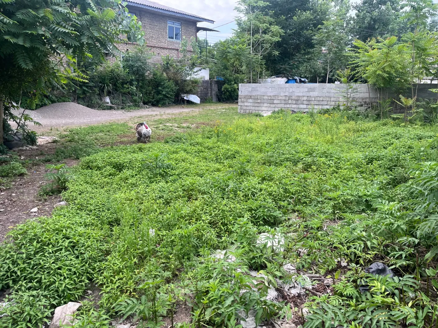 زمین مسکونی گتکسر گیسوم