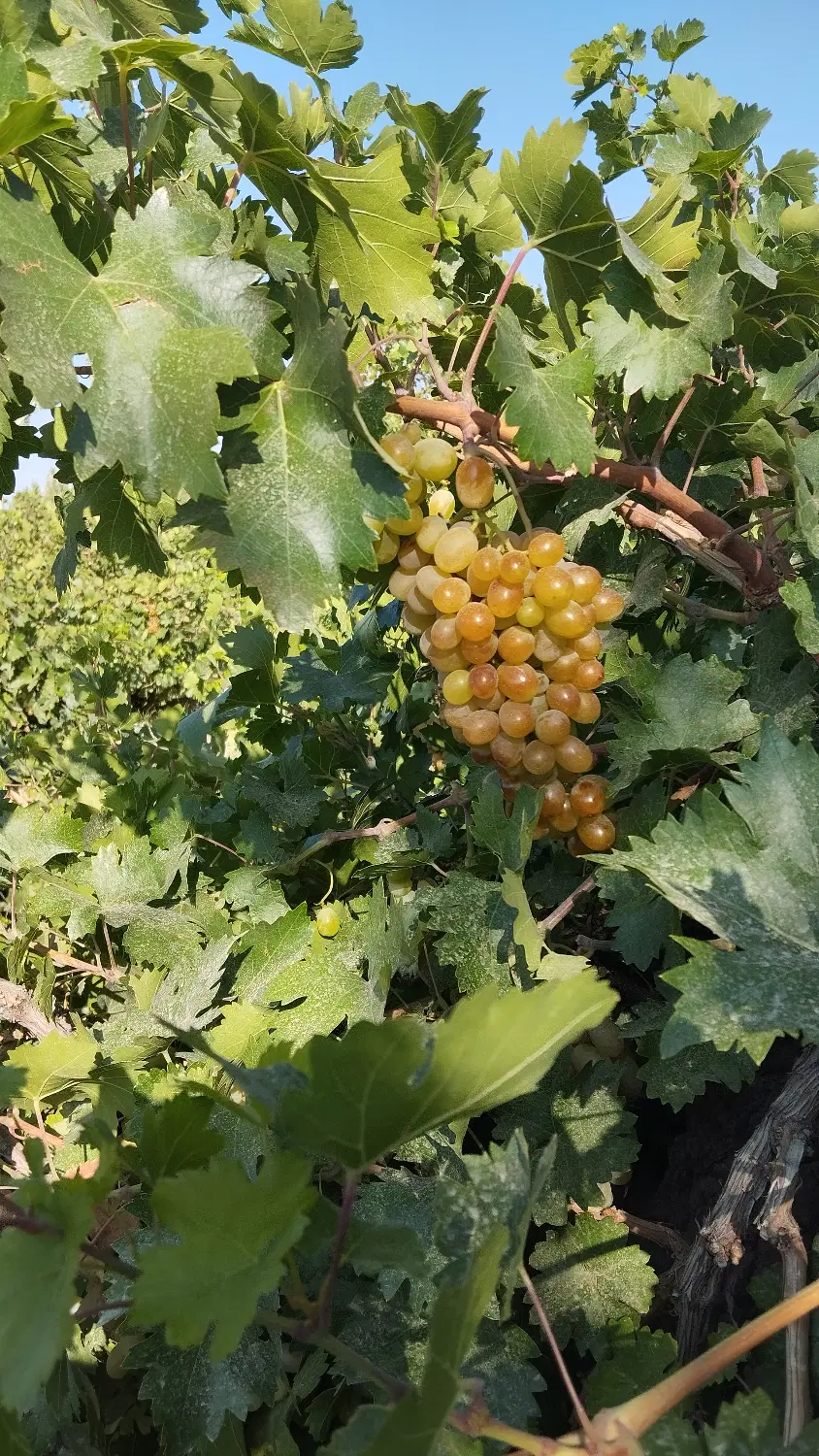 باغ انگور روستای خانقاه