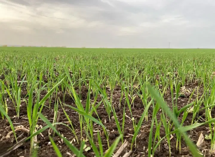 ۴ هکتار در روستای ترویح بفروش میرسد.