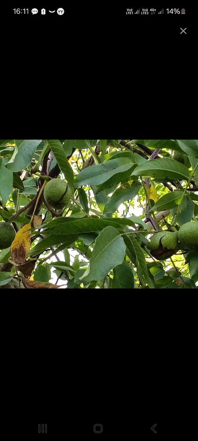 اجاره باغ گردو