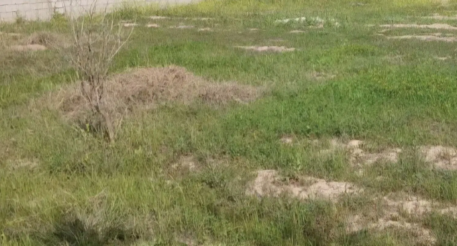 فروش زمین باغی شهر چمگلک