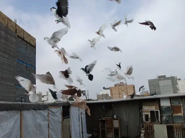 اجاره پشت بام برای نگهداری کبوتر