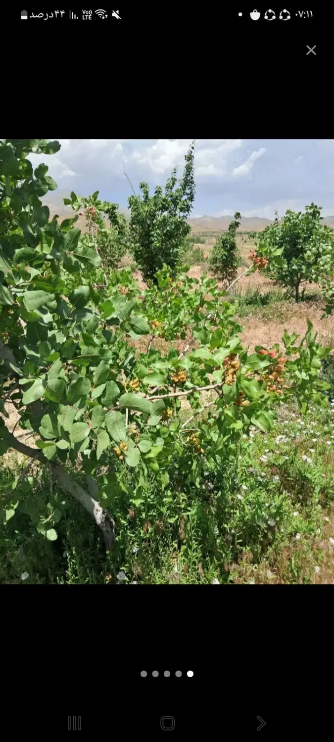 باغ پسته