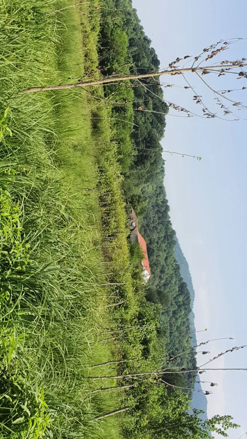 زمین روستایی تموشل کوچه مختاریان