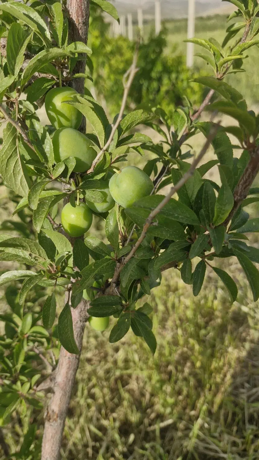 باغ میوه