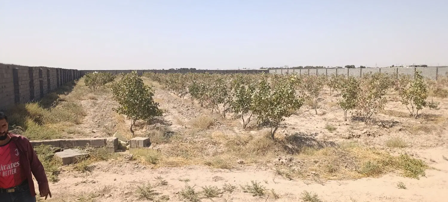 باغ پسته