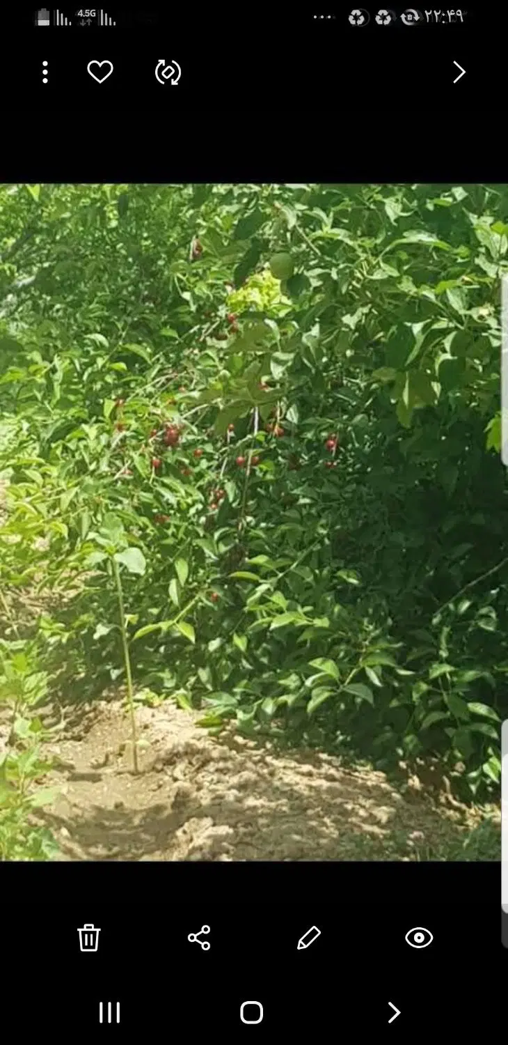 باغچه آبسرد اتابک شمس کوچه گلخانه