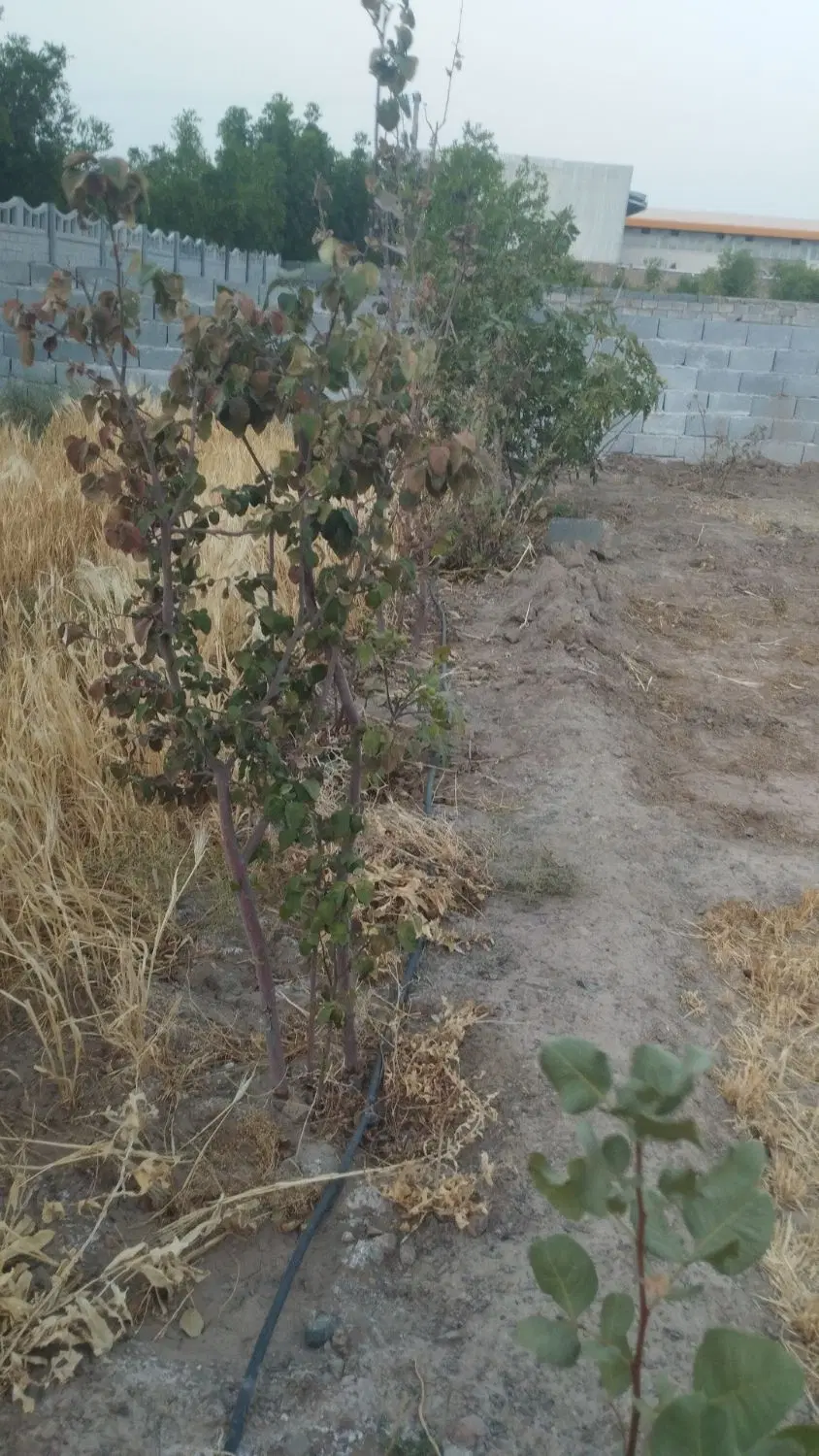 باغ   چاه حسن پوروبرو زندان ۶۵۰ متر