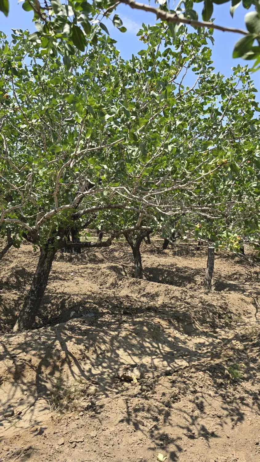باغ پسته زرین آباد