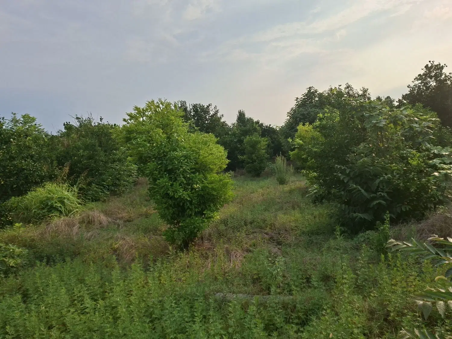 فروش زمین باغی در بابل روستای کاوان آهنگر