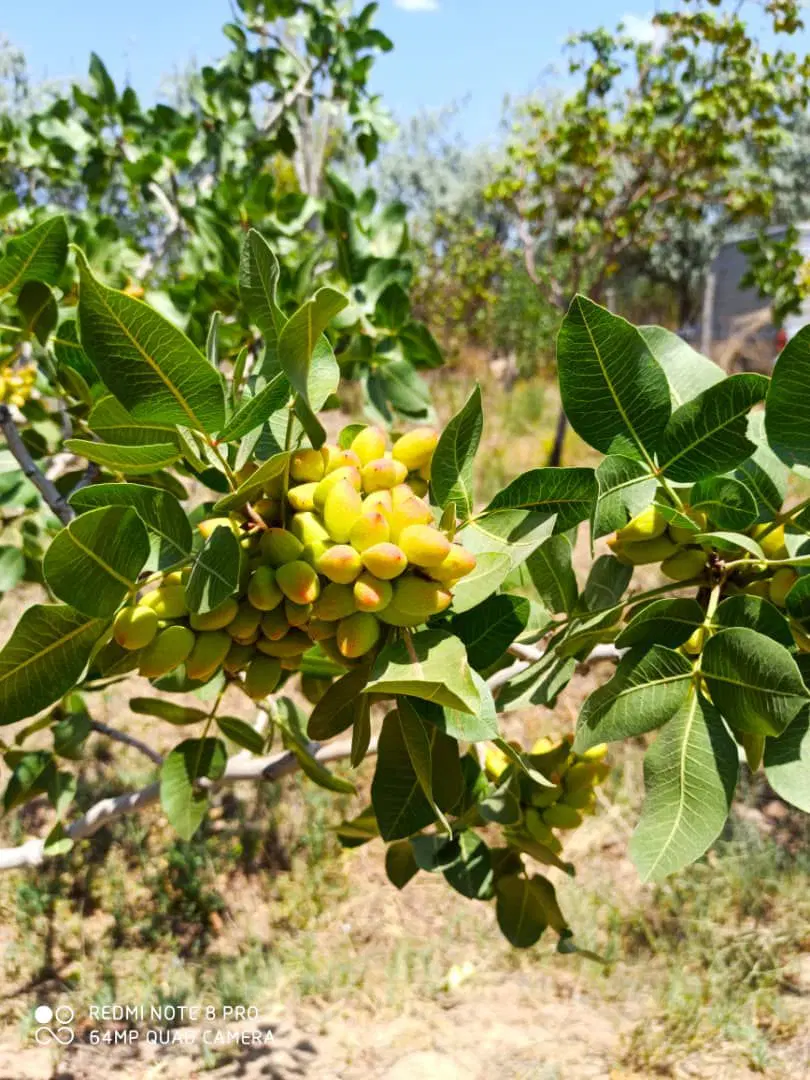 باغ ۶۰۰ متری پسته در صوفیان