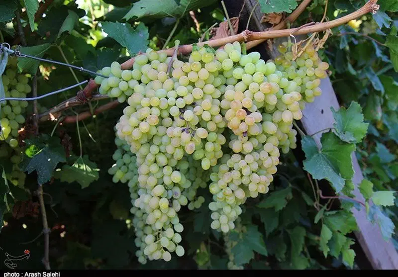 باغ انگور ۶۰۰ متر