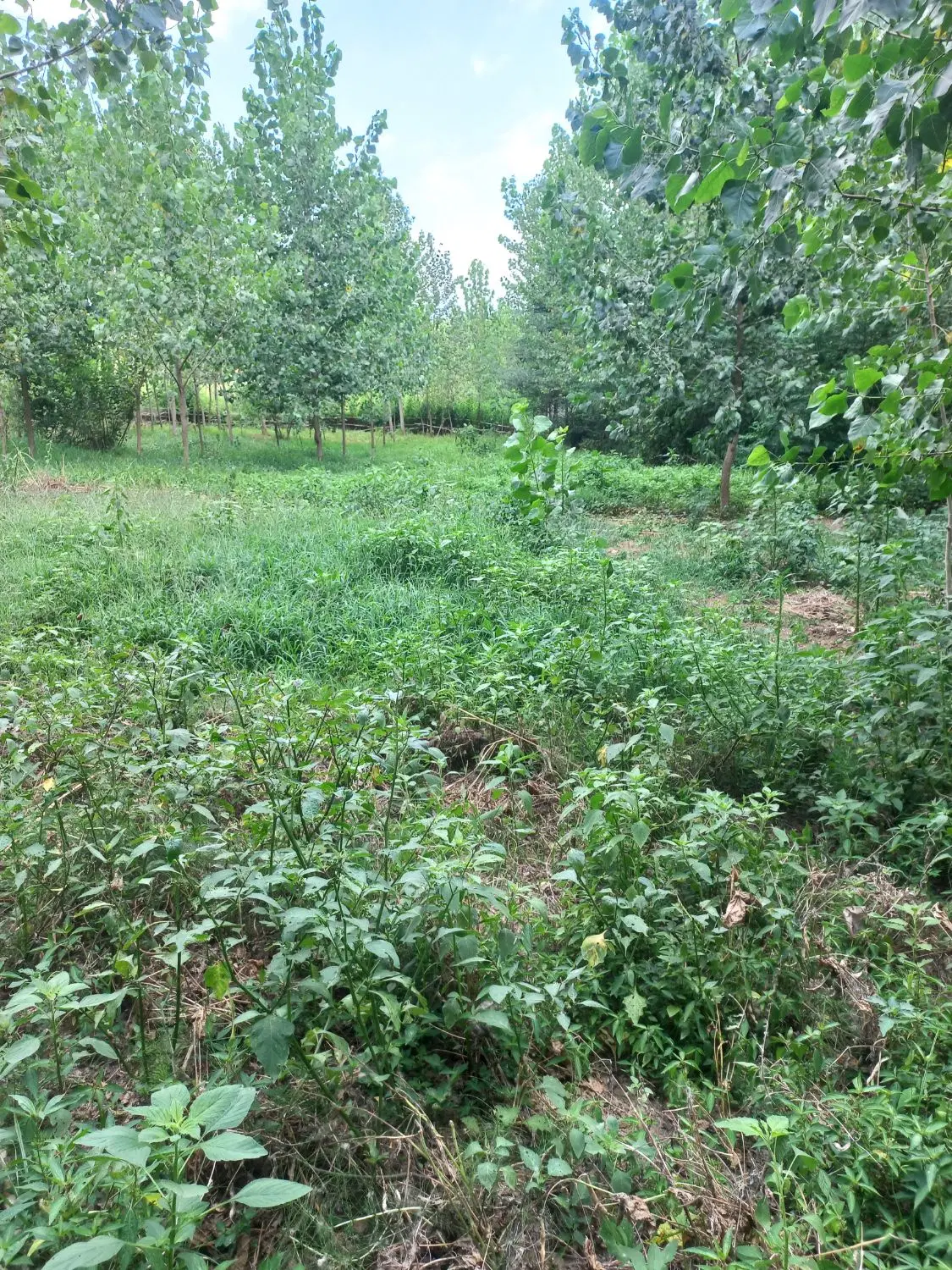 زمین باغی  شهر شلمان