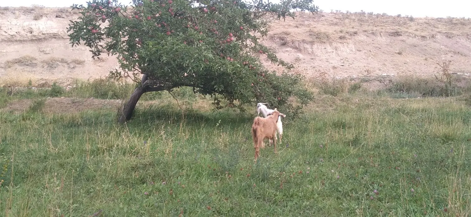باغچه مامونیه