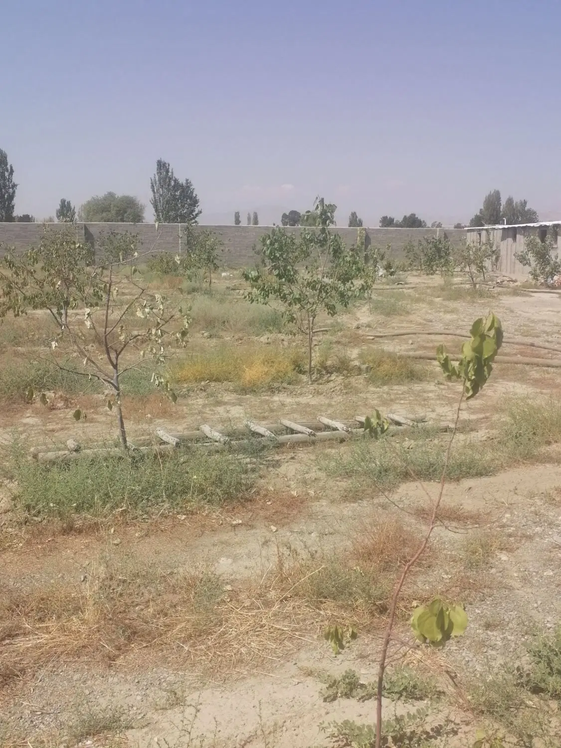 باغ