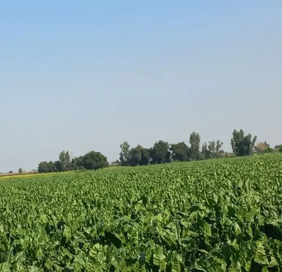 معاوضه زمین عمله سیف قسمت بی.۱۸۰ متر.