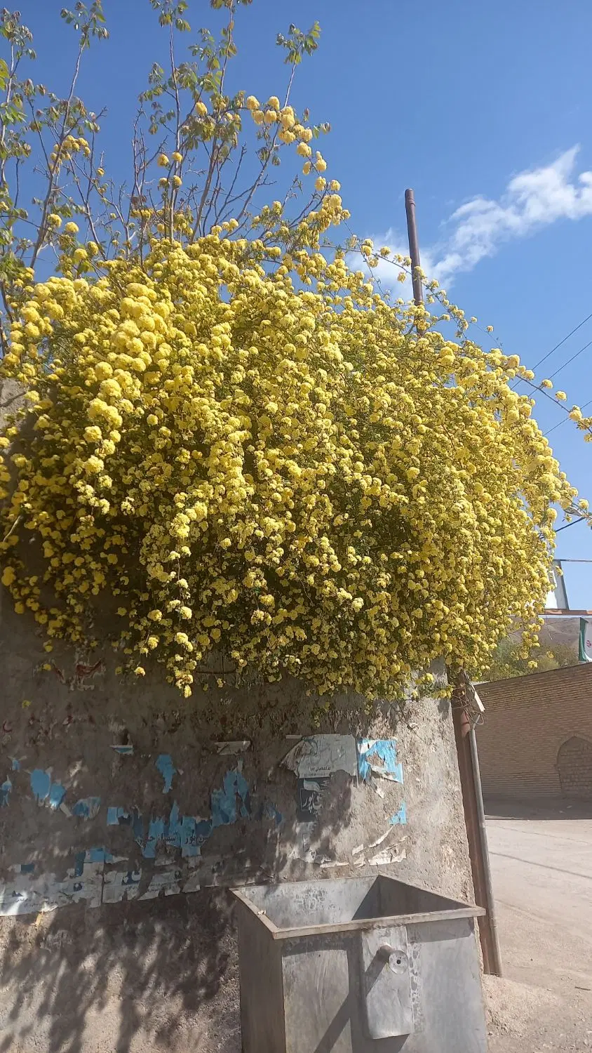 ۷۰قصب باغ در گلباف