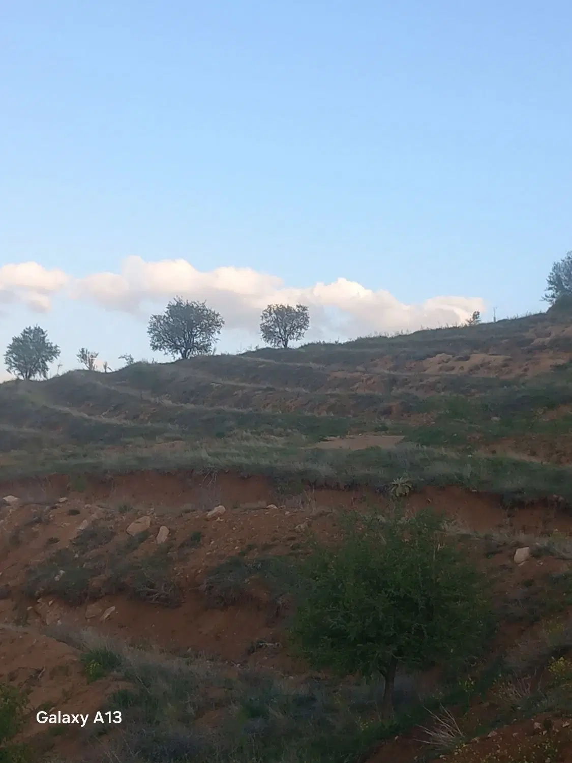 زمین  دیم