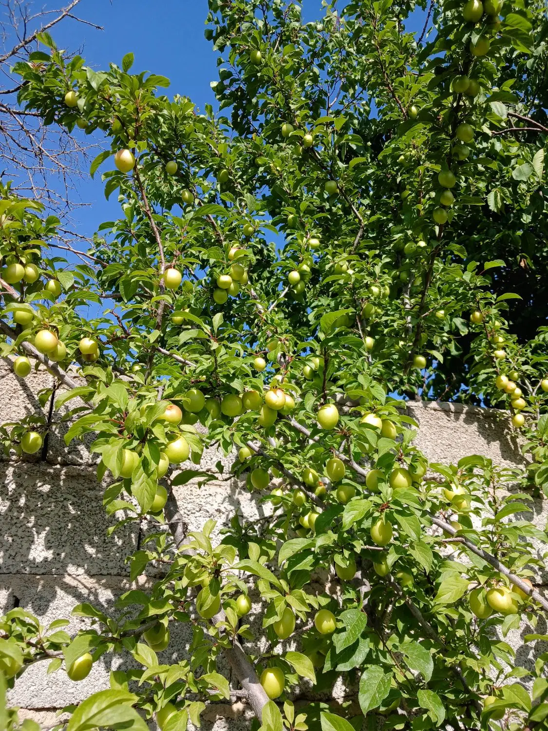 زمین های بکر ودست اول