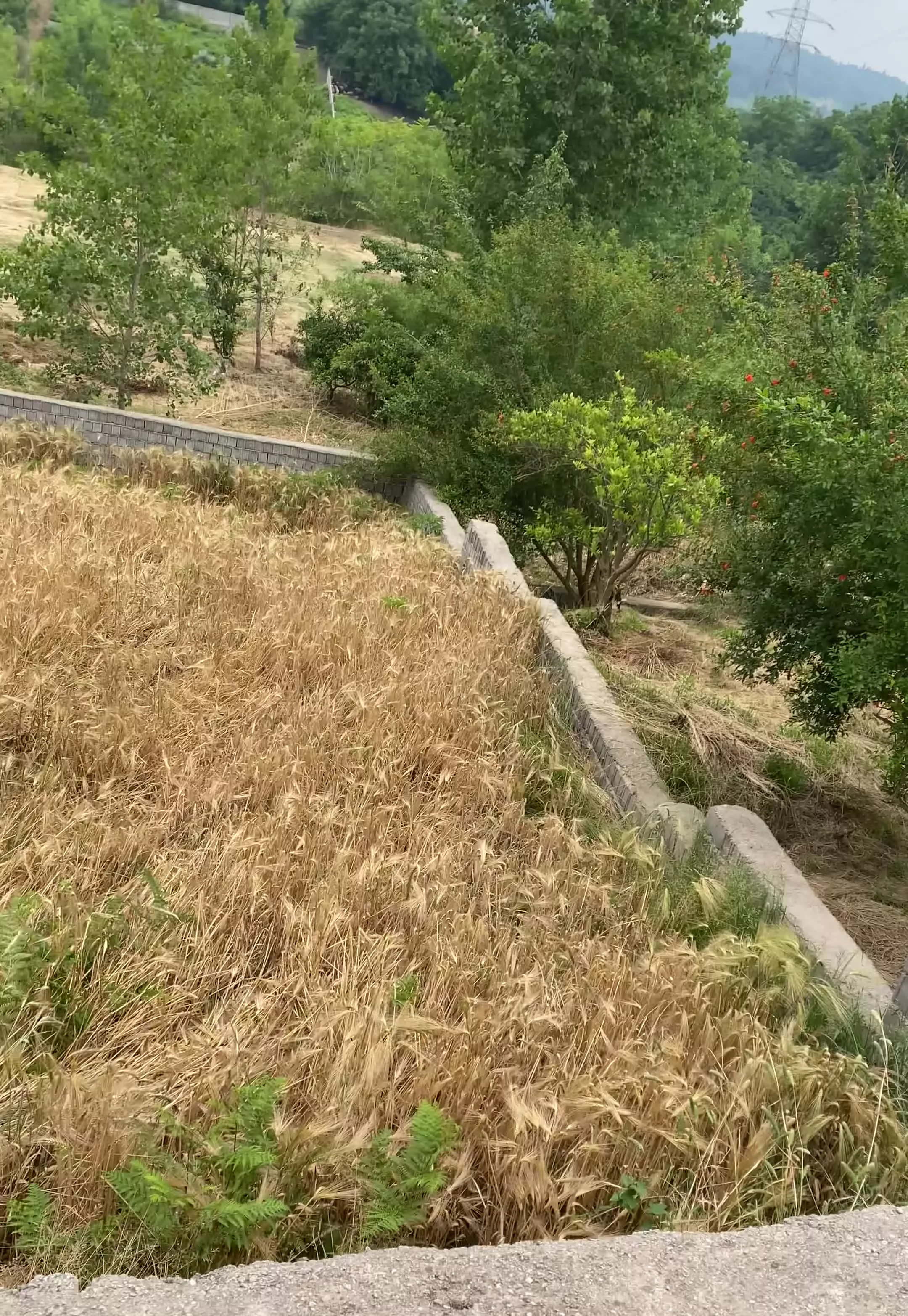 زمین با ویو جنگل، بالای تنگه لته