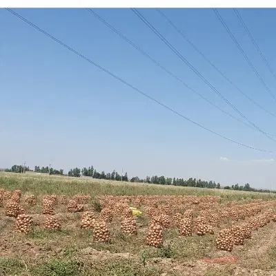 اجاره زمین کشاورزی