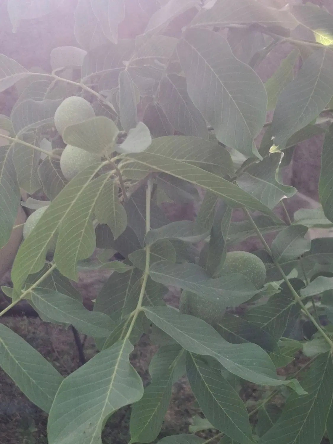 کرمان بردسیر روستای بید خان خانه باغ