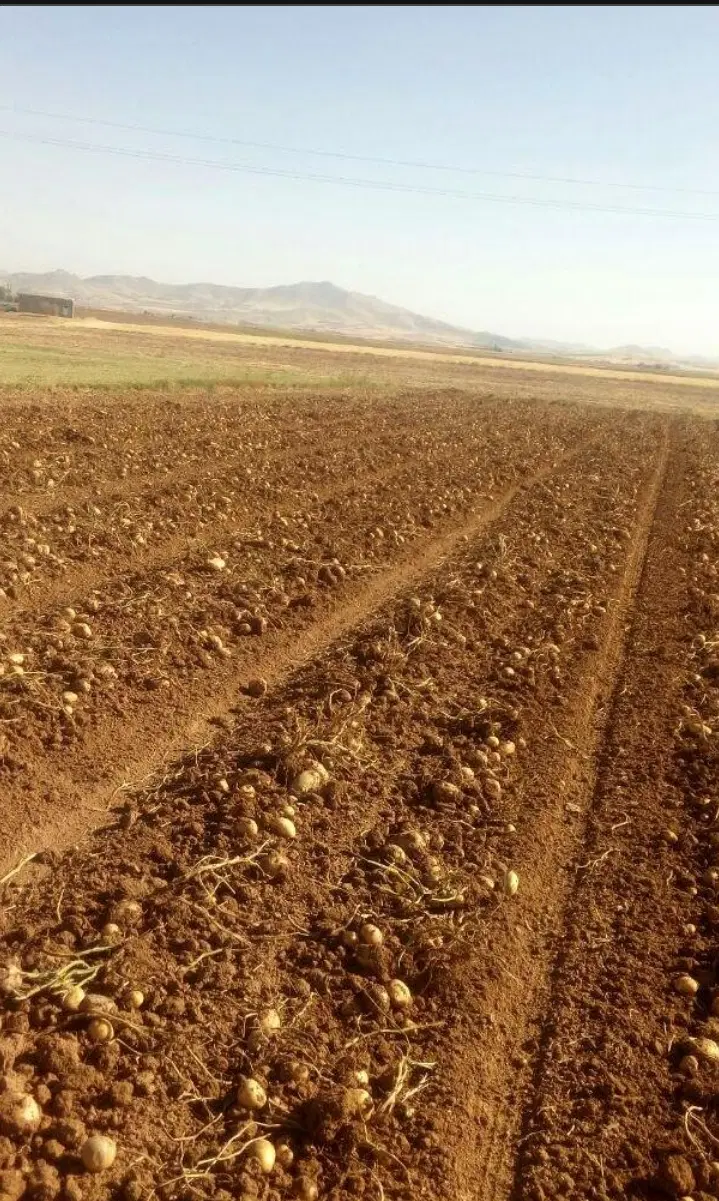 زمین کشاورزی برای کشت هندوانه نصفه