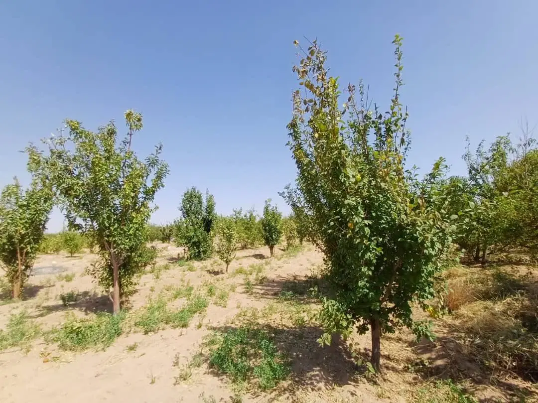 باغ میوه و پسته ارنان