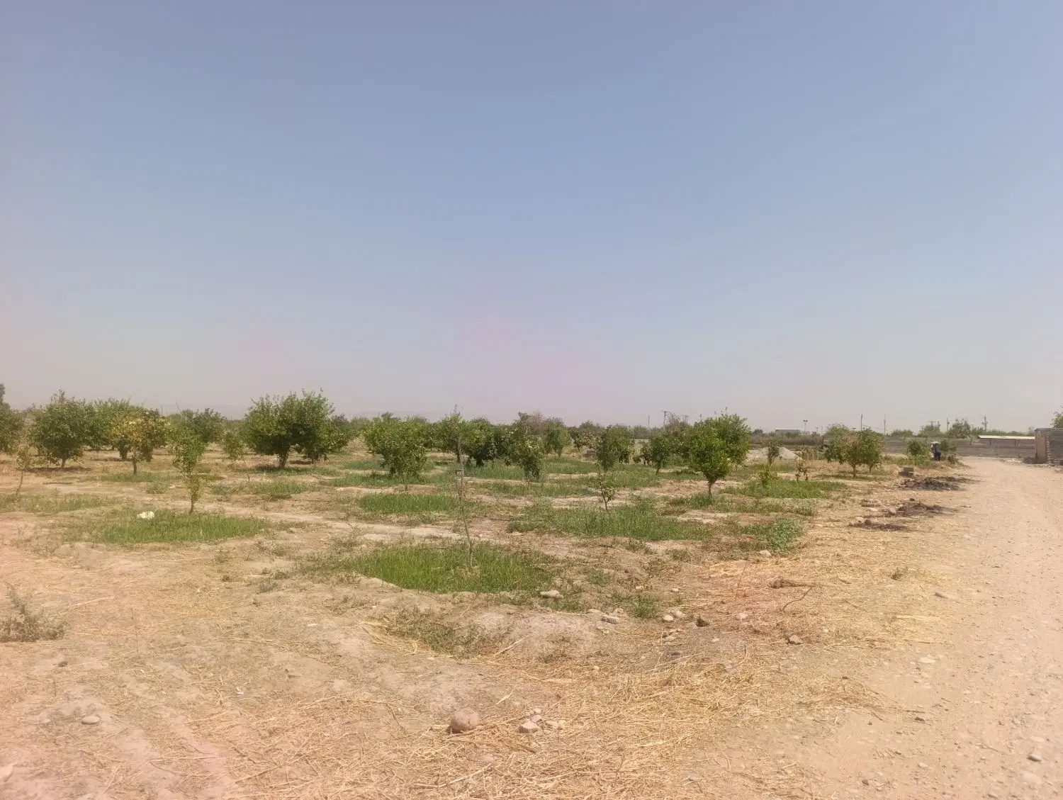 زمین باغ
