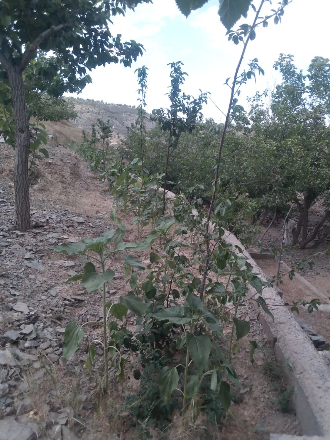 باغ در بازه قلندر ابرده