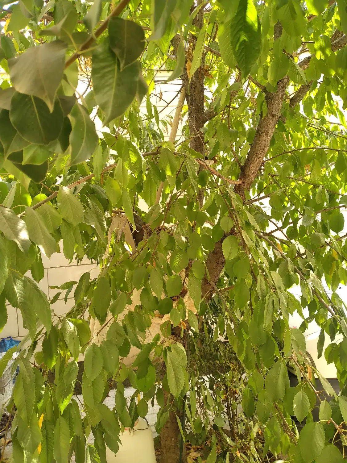 یک باغ ویلای در روستای سیمین با تمامی امکانات