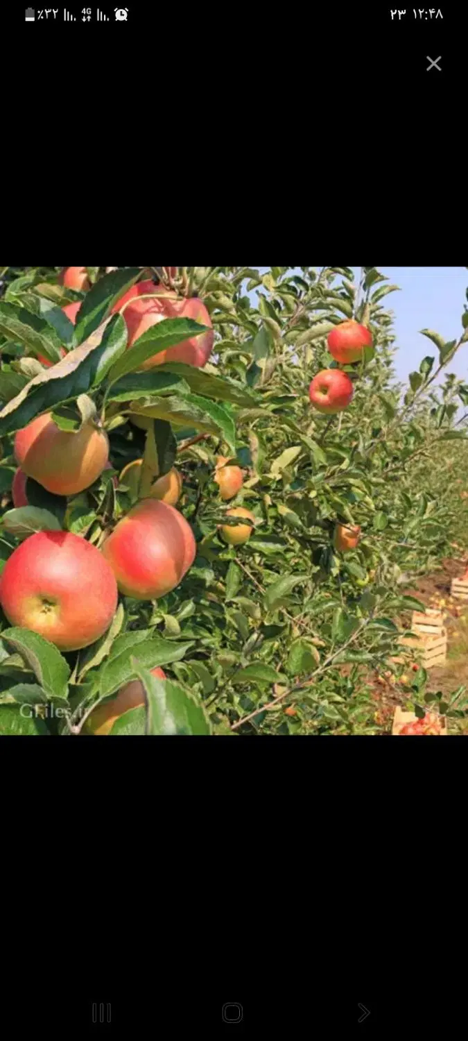 باغ سیب اجاره