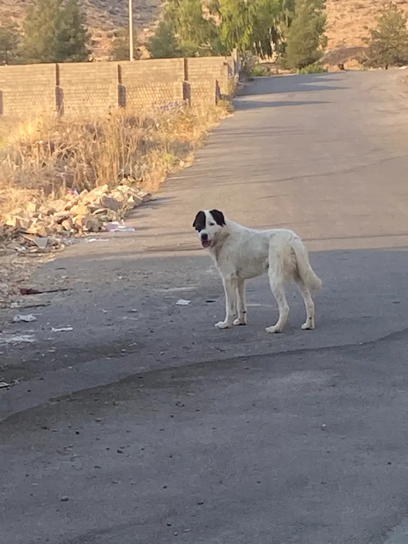 زمین ۳۰۰ متری دوبر با پروانه البرز ۳